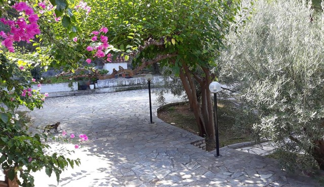 Σπίτι σε ελαιώνα, house in an olive grove