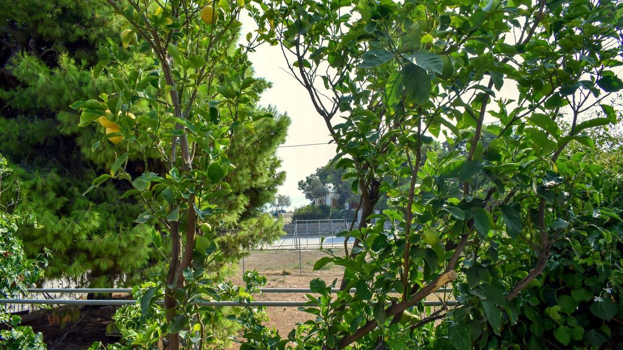 Photo of Outdoor in Spata-Artemida